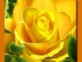ગેમ Yellow Roses