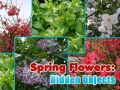 खेल Spring Flowers: Hidden Objects