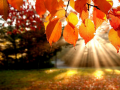 खेल Jigsaw Puzzle: Autumn