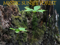 ગેમ Mystic sunset forest