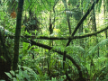 खेल Jigsaw puzzle: Rainforest