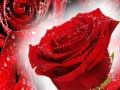 खेल Red Roses