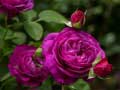 खेल Purple Roses