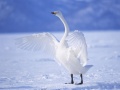விளையாட்டு Graceful Swans
