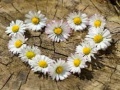 खेल Daisy Heart Jigsaw