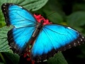 खेल Nature Jigsaw Puzzle Butterfly