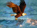 खेल Animals Jigsaw Puzzle Eagle