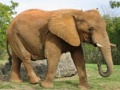 खेल Animals Jigsaw Puzzle - Elephants