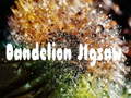 खेल Dandelion Jigsaw