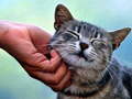 ગેમ Tickling Cat