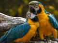 खेल Parrot Jigsaw