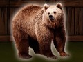 ಗೇಮ್ Save The Grizzly Bear