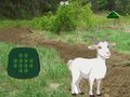 விளையாட்டு Goat Find The Child
