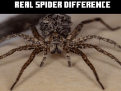 खेल Real Spider Difference